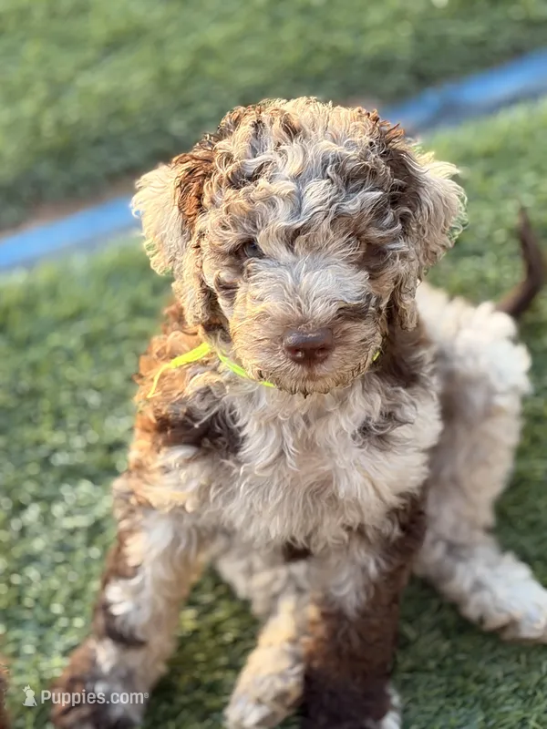 Kiki – Poodle - Standard  puppy for sale in Apache Junction, AZ