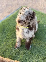 Kiki, a female Poodle - Standard  for sale in Apache Junction, AZ – Photo 3 of 5