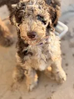 Kiki, a female Poodle - Standard  for sale in Apache Junction, AZ – Photo 2 of 5