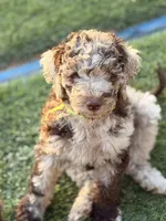 Chocolate girl, a female Poodle - Standard  for sale in Apache Junction, AZ – Photo 3 of 9