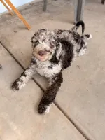 Chocolate girl, a female Poodle - Standard  for sale in Apache Junction, AZ – Photo 7 of 9