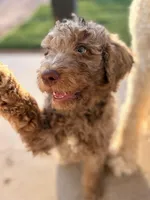 Chocolate girl, a female Poodle - Standard  for sale in Apache Junction, AZ – Photo 6 of 9