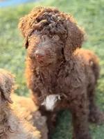 Chocolate girl, a female Poodle - Standard  for sale in Apache Junction, AZ – Photo 2 of 9