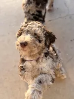 Chocolate girl, a female Poodle - Standard  for sale in Apache Junction, AZ – Photo 9 of 9
