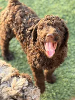 Chocolate girl, a female Poodle - Standard  for sale in Apache Junction, AZ – Photo 4 of 9