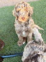 Chocolate girl, a female Poodle - Standard  for sale in Apache Junction, AZ – Photo 8 of 9