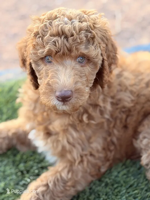 Junior – Poodle - Standard  puppy for sale in Apache Junction, AZ