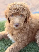 Junior, a male Poodle - Standard  for sale in Apache Junction, AZ – Photo 1 of 3