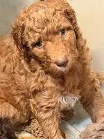 Junior, a male Poodle - Standard  for sale in Apache Junction, AZ – Photo 3 of 3