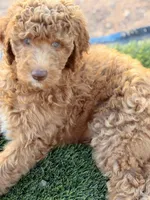 Junior, a male Poodle - Standard  for sale in Apache Junction, AZ – Photo 2 of 3