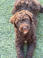Brown boy , a male Poodle - Standard  for sale in Apache Junction, AZ – Photo 2 of 5