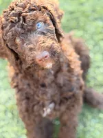 Brown boy , a male Poodle - Standard  for sale in Apache Junction, AZ – Photo 3 of 5