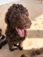 Brown boy , a male Poodle - Standard  for sale in Apache Junction, AZ – Photo 5 of 5