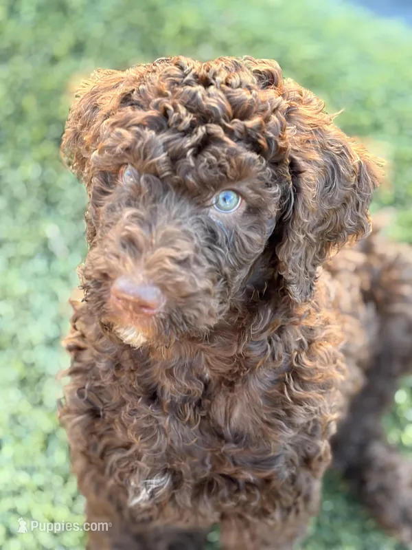 Brown boy  – Poodle - Standard  puppy for sale in Apache Junction, AZ