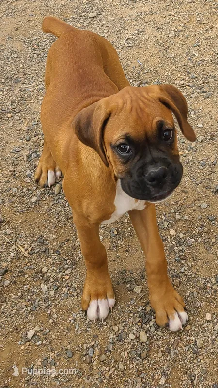 Roxy – Boxer puppy for sale in Prescott Valley, AZ
