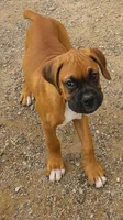 Roxy, a female Boxer for sale in Prescott Valley, AZ – 1 of 4