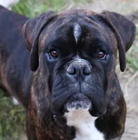 Roxy, a female Boxer for sale in Prescott Valley, AZ – 4 of 4