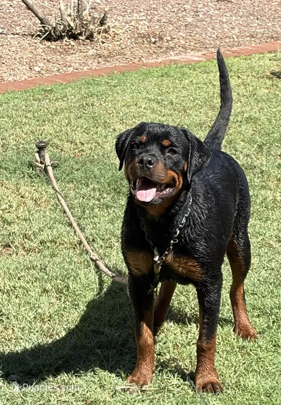Karma  – Rottweiler puppy for sale in Prescott Valley, AZ