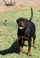 Karma , a female Rottweiler for sale in Prescott Valley, AZ – 1 of 5