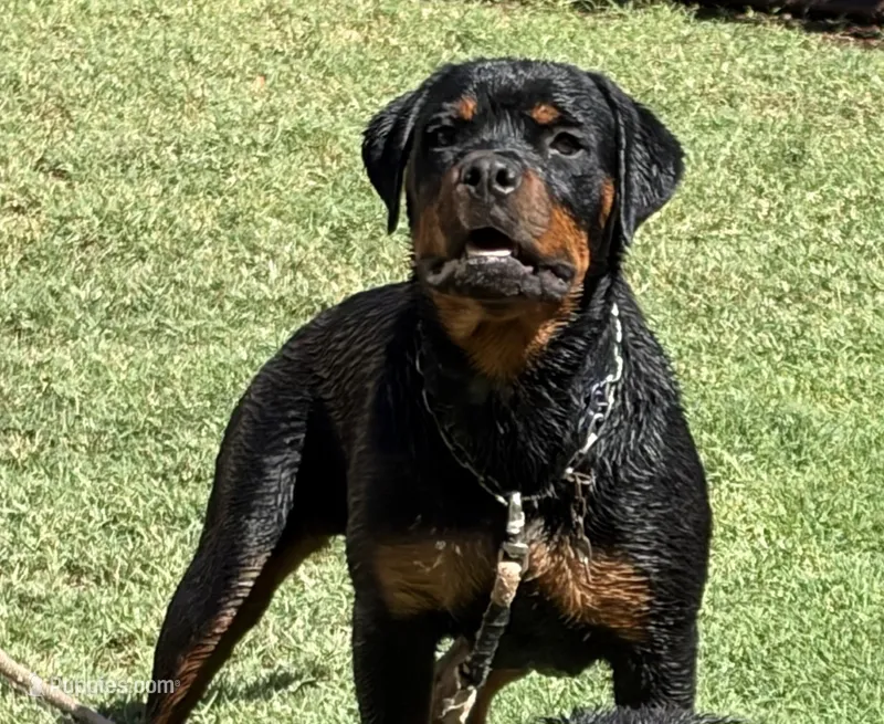 Zena – Rottweiler puppy for sale in Prescott Valley, AZ