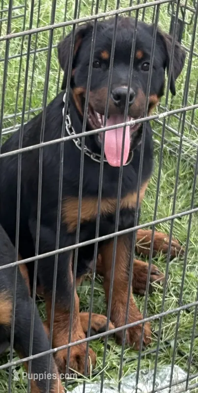 Maxine  – Rottweiler puppy for sale in Prescott Valley, AZ