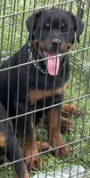 Maxine , a female Rottweiler for sale in Prescott Valley, AZ – 1 of 2