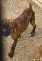 Bruno, a male Boxer for sale in Prescott Valley, AZ – 2 of 4