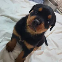 Max, a male Rottweiler for sale in Prescott Valley, AZ – 2 of 9