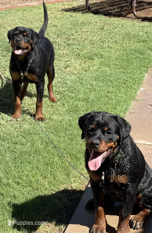 Karma  – Rottweiler puppy for sale in Prescott Valley, AZ