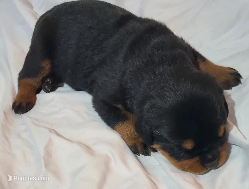 Axel  – Rottweiler puppy on hold in Prescott Valley, AZ