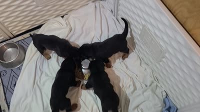 Max, a male Rottweiler for sale in Prescott Valley, AZ – 9 of 9