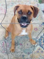 Bruno, a male Boxer for sale in Prescott Valley, AZ – 3 of 4