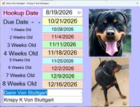 Max, a  Rottweiler for sale in Prescott Valley, AZ – 2 of 2