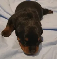 Max, a male Rottweiler for sale in Prescott Valley, AZ – 8 of 9