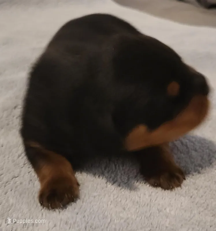 Max – Rottweiler puppy for sale in Prescott Valley, AZ