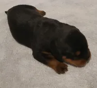 Max, a male Rottweiler for sale in Prescott Valley, AZ – 2 of 9