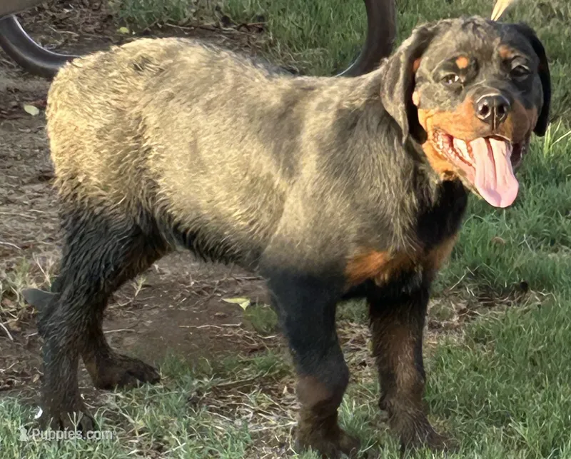 Karma  – Rottweiler puppy for sale in Prescott Valley, AZ