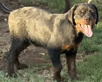 Karma , a female Rottweiler for sale in Prescott Valley, AZ – 1 of 2