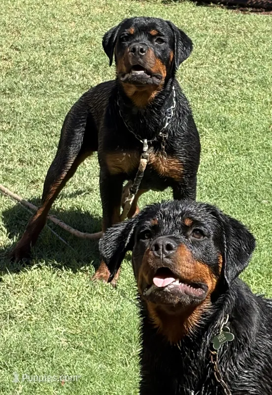Zena – Rottweiler puppy for sale in Prescott Valley, AZ