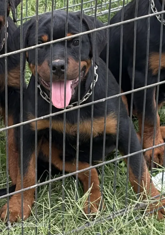 Karma  – Rottweiler puppy for sale in Prescott Valley, AZ