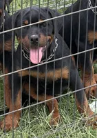 Karma , a female Rottweiler for sale in Prescott Valley, AZ – 1 of 2