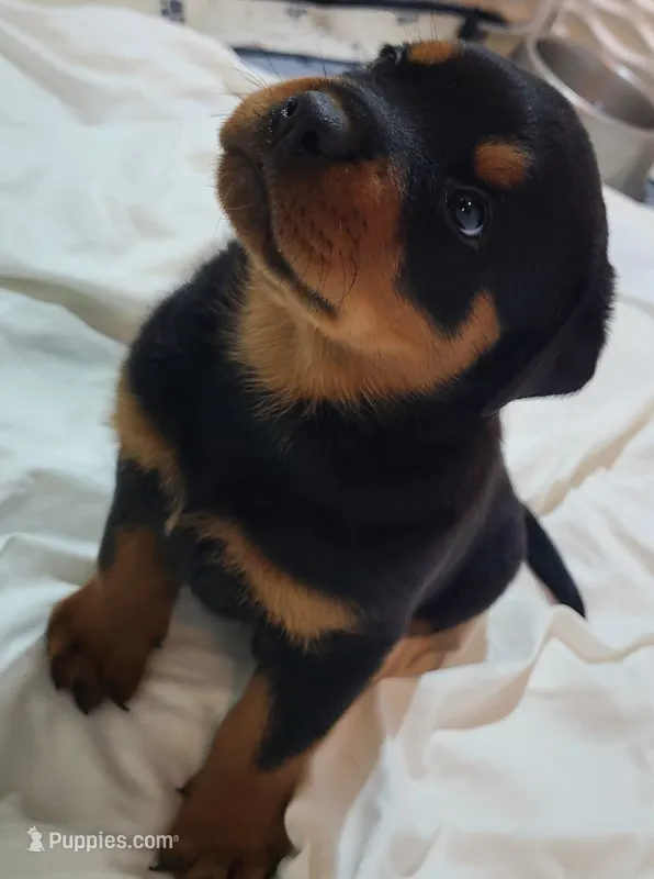 Max – Rottweiler puppy for sale in Prescott Valley, AZ
