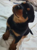 Max, a male Rottweiler for sale in Prescott Valley, AZ – 1 of 9