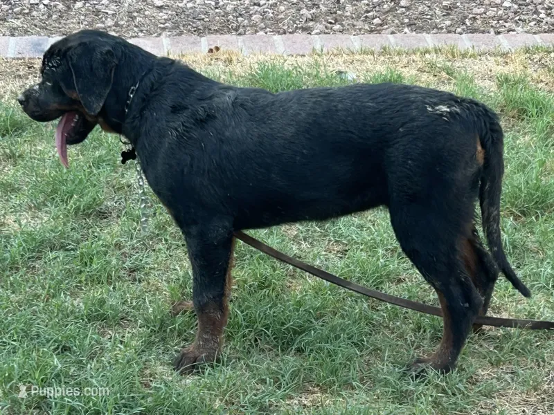 Maxine  – Rottweiler puppy for sale in Prescott Valley, AZ