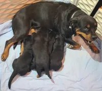Max, a male Rottweiler for sale in Prescott Valley, AZ – 3 of 9