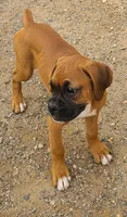 Roxy, a female Boxer for sale in Prescott Valley, AZ – 2 of 4