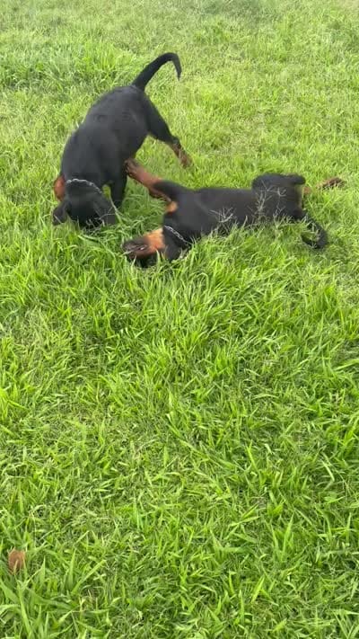 Maxine , a female Rottweiler for sale in Prescott Valley, AZ – 2 of 2