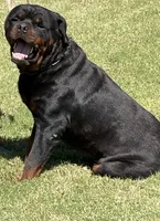 Karma , a female Rottweiler for sale in Prescott Valley, AZ – 2 of 5
