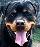 Axel , a male Rottweiler for sale in Prescott Valley, AZ – 8 of 10