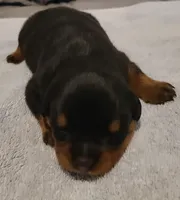Axel , a male Rottweiler for sale in Prescott Valley, AZ – 2 of 10